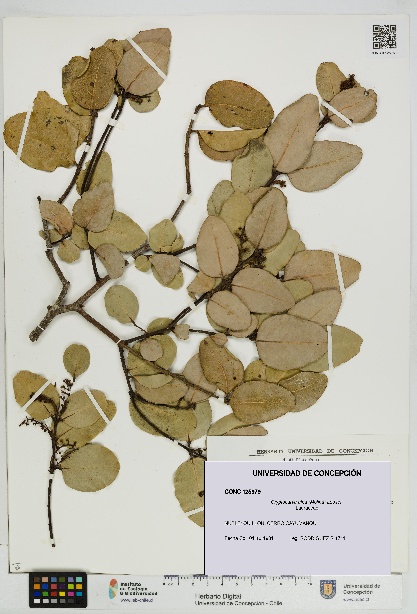 Cryptocarya alba [Espécimen: UDEC:CONC:0125979]
