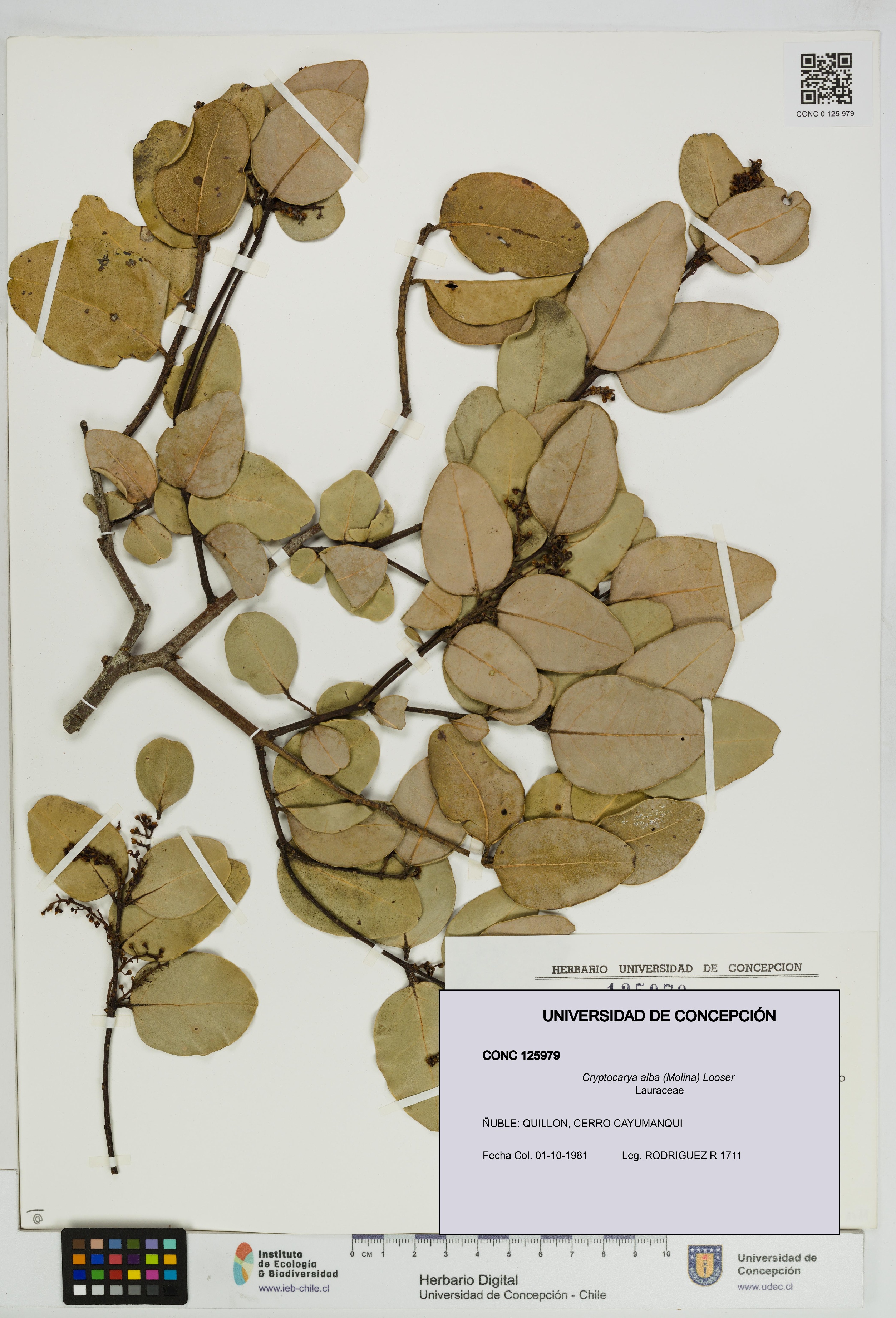 Cryptocarya alba [Espécimen: UDEC:CONC:0125979]
