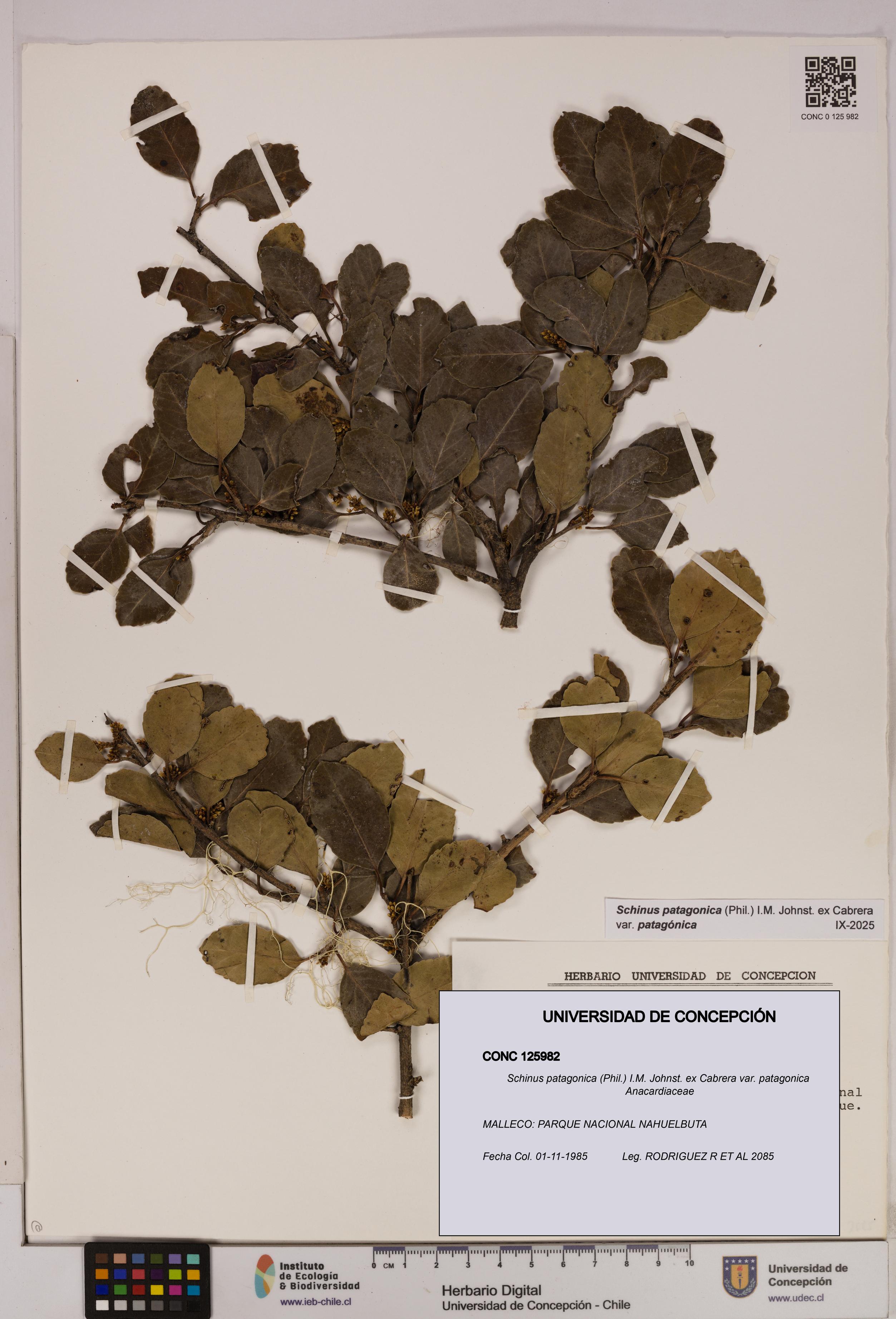 Schinus patagonica [Espécimen: UDEC:CONC:0125982]