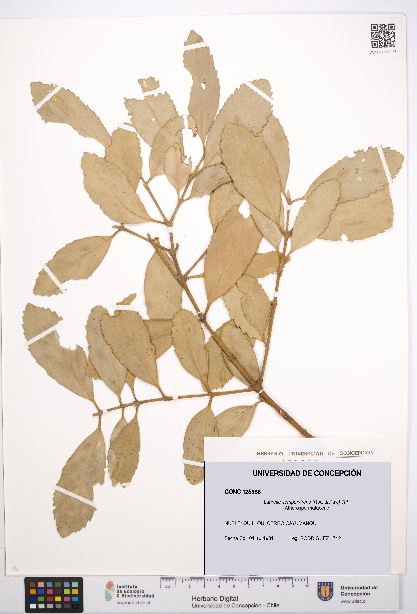 Laurelia sempervirens [Espécimen: UDEC:CONC:0125986]