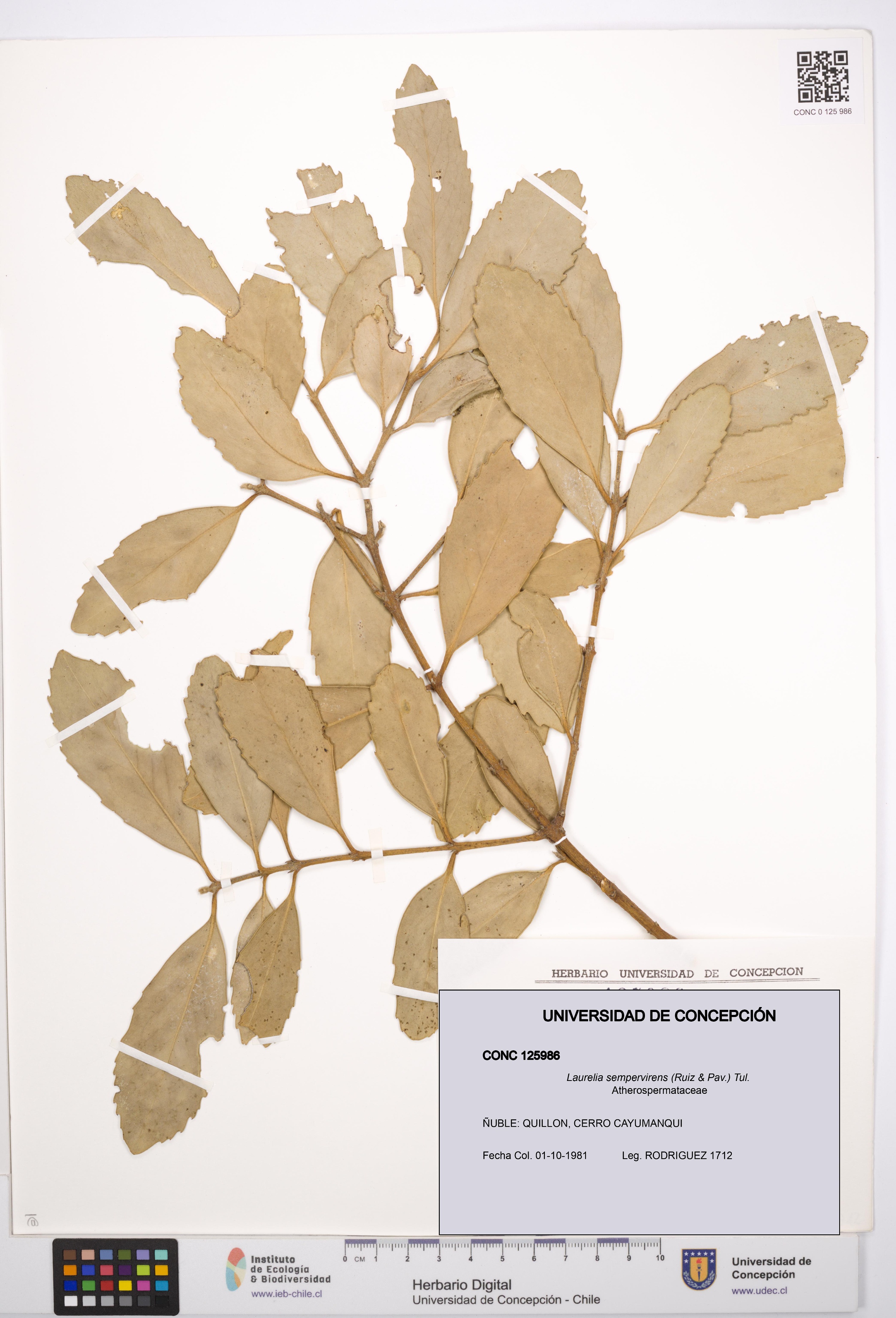 Laurelia sempervirens [Espécimen: UDEC:CONC:0125986]