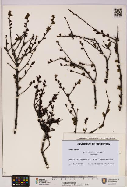 Myoschilos oblongus [Espécimen: UDEC:CONC:0125987]