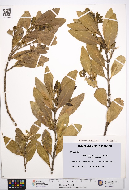 Laurelia sempervirens [Espécimen: UDEC:CONC:0125991]