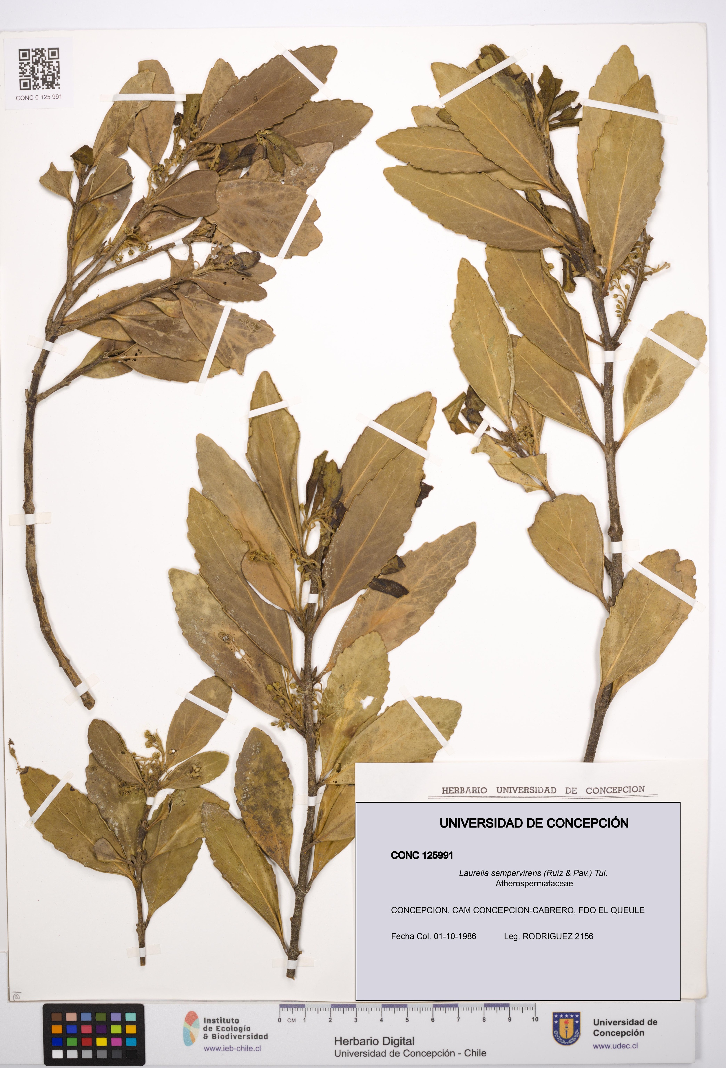 Laurelia sempervirens [Espécimen: UDEC:CONC:0125991]