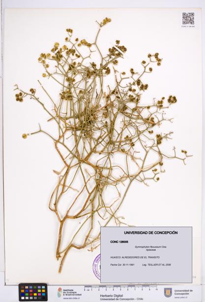 Gymnophyton flexuosum [Espécimen: ]