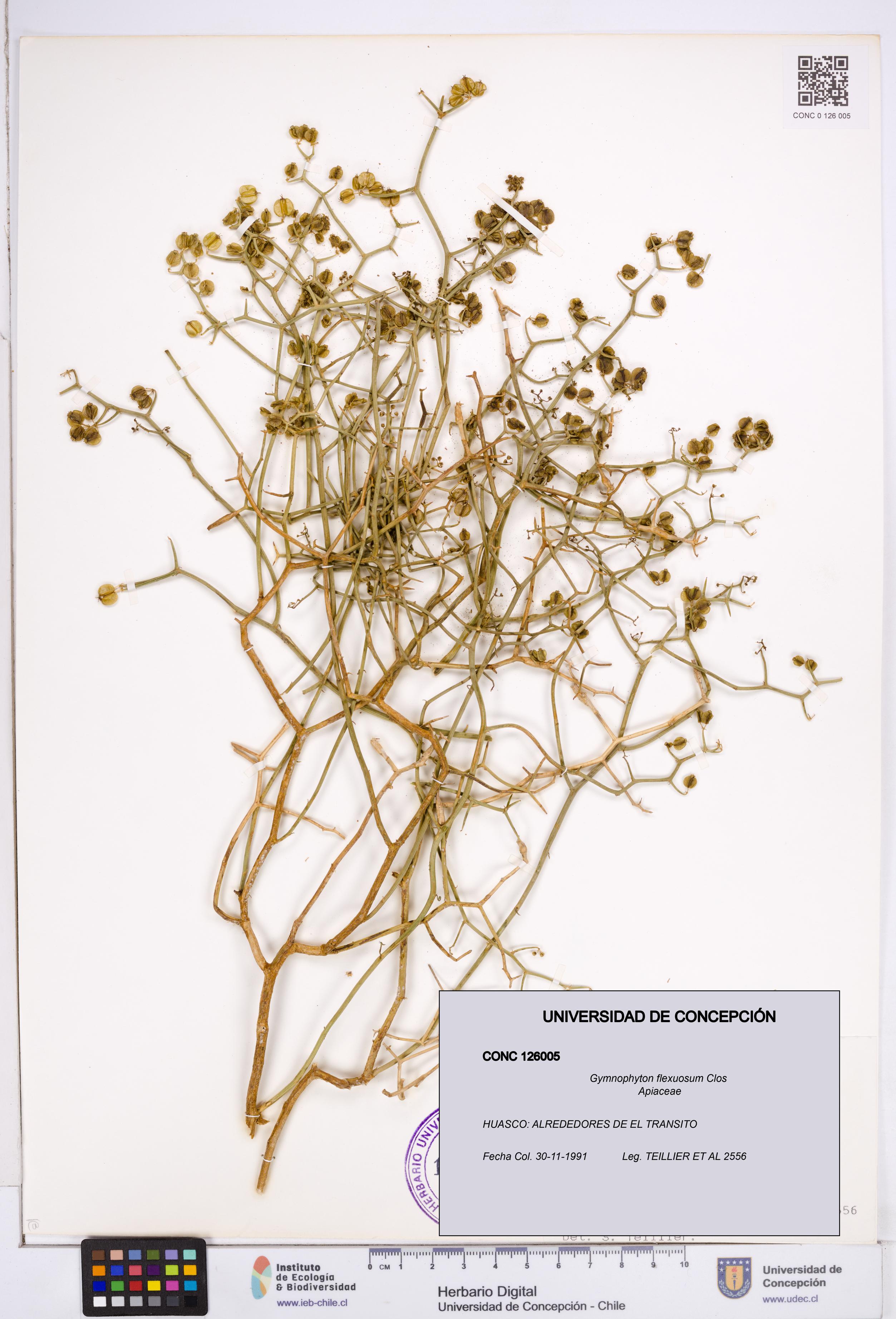 Gymnophyton flexuosum [Espécimen: ]