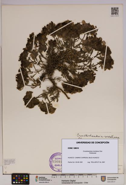 Cruckshanksia montiana [Espécimen: UDEC:CONC:0126010]