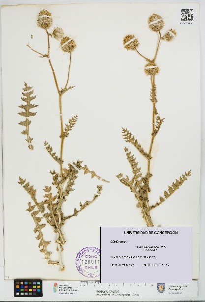 Polyachyrus carduoides [Espécimen: UDEC:CONC:0126011]