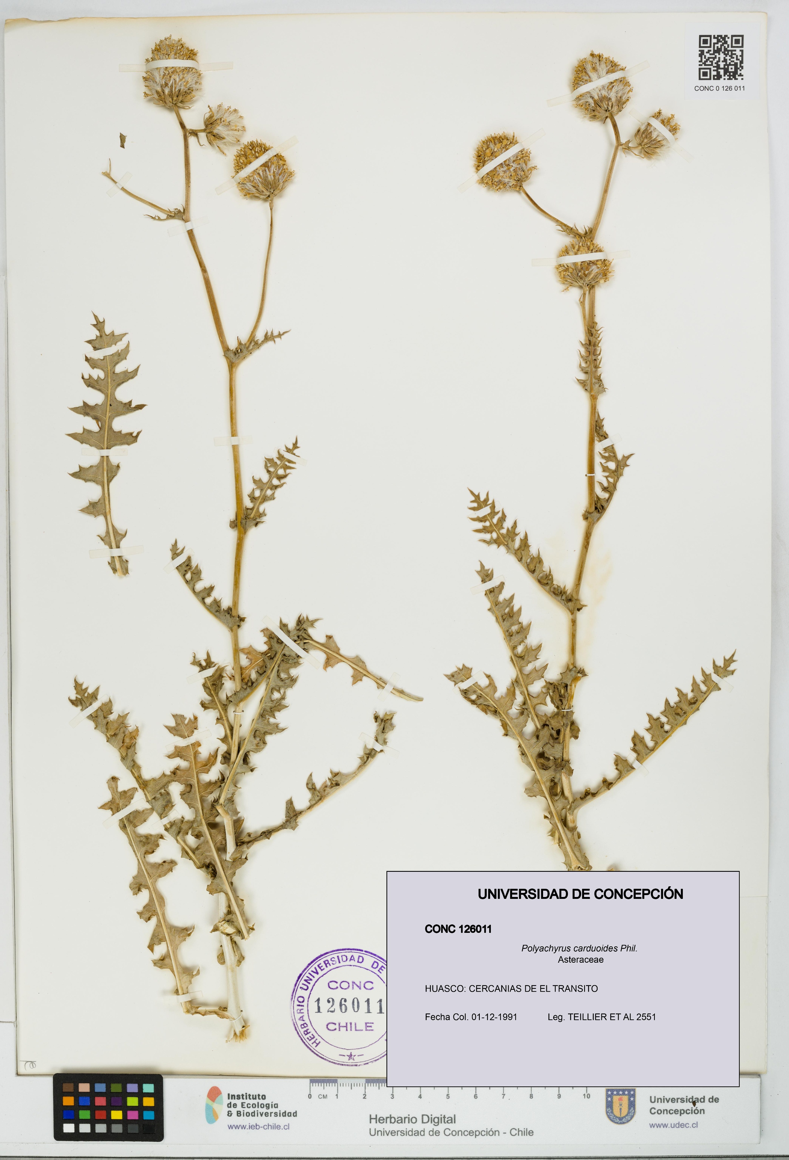 Polyachyrus carduoides [Espécimen: UDEC:CONC:0126011]