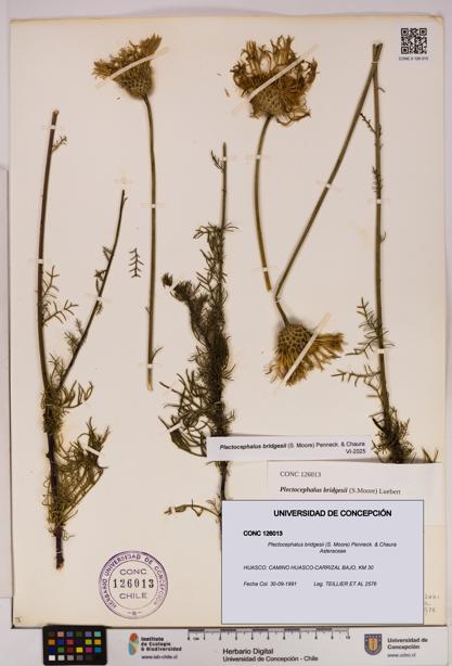 Plectocephalus bridgesii [Espécimen: UDEC:CONC:0126013]
