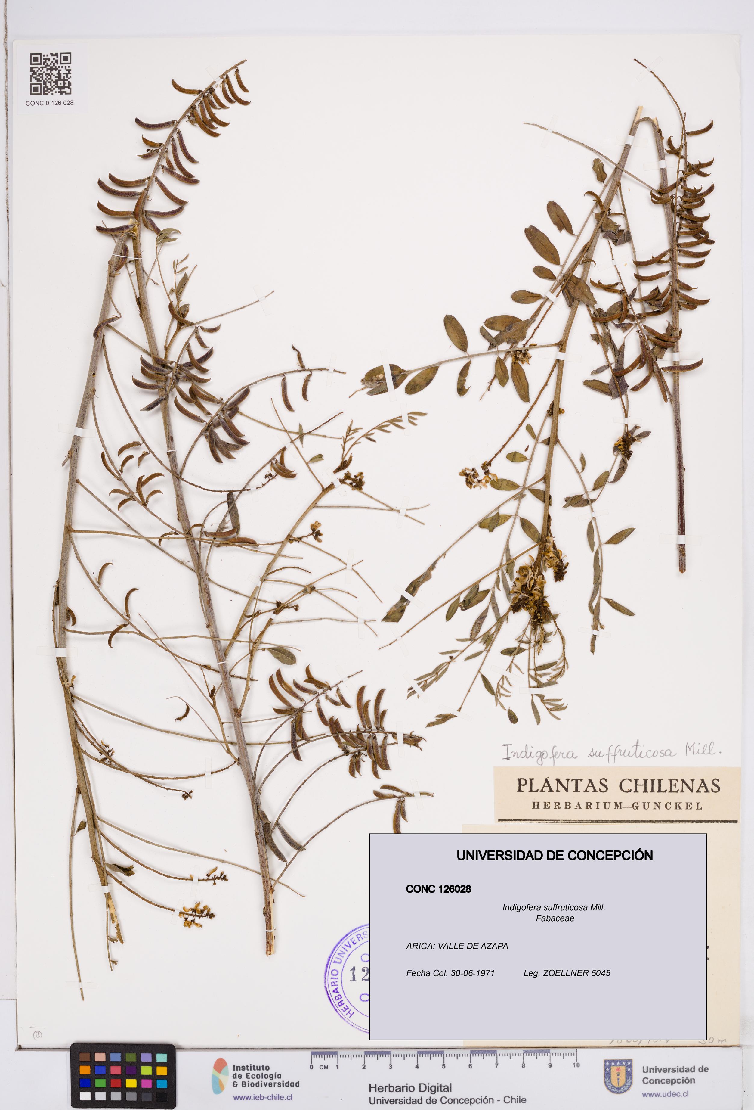 Indigofera suffruticosa [Espécimen: ]