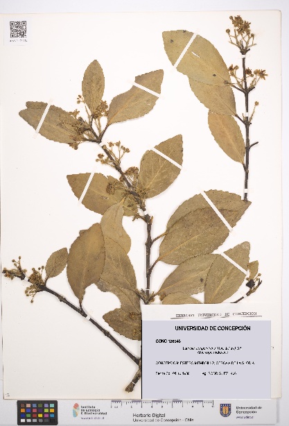 Laurelia sempervirens [Espécimen: UDEC:CONC:0126045]