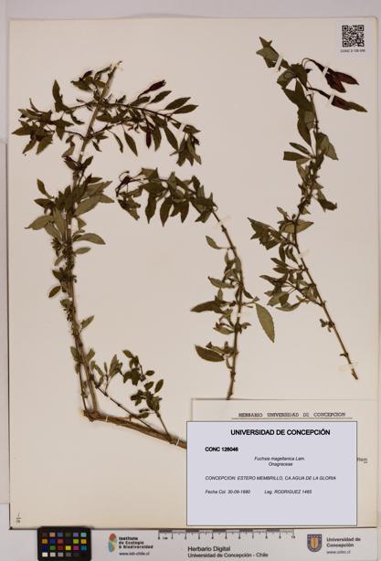 Fuchsia magellanica [Espécimen: UDEC:CONC:0126046]