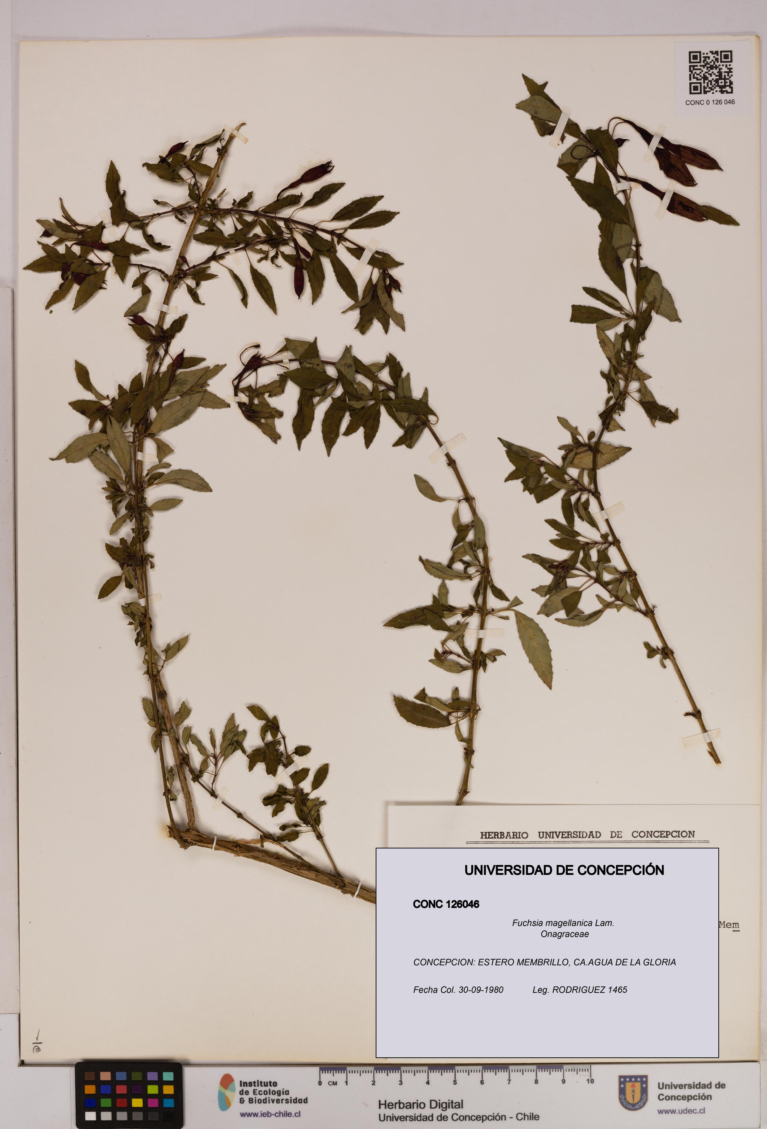 Fuchsia magellanica [Espécimen: UDEC:CONC:0126046]