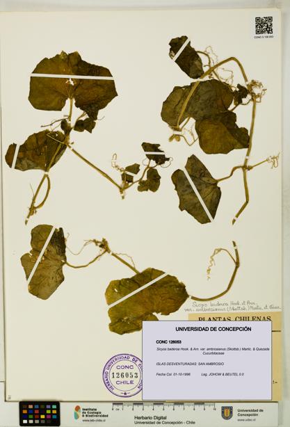 Sicyos baderoa var. ambrosianus [Espécimen: UDEC:CONC:0126053]