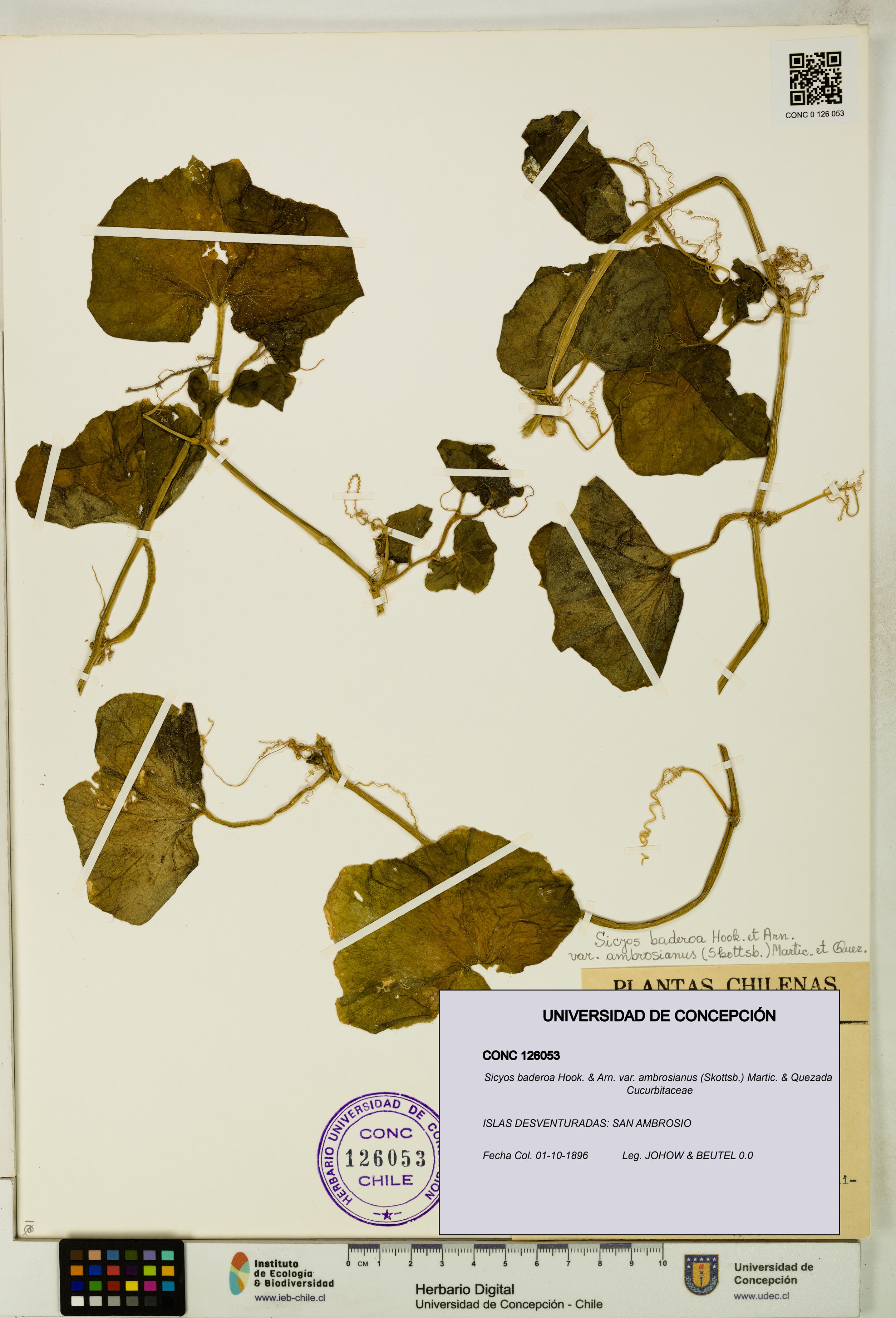 Sicyos baderoa var. ambrosianus [Espécimen: UDEC:CONC:0126053]