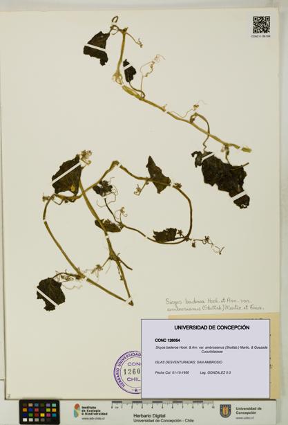 Sicyos baderoa var. ambrosianus [Espécimen: UDEC:CONC:0126054]