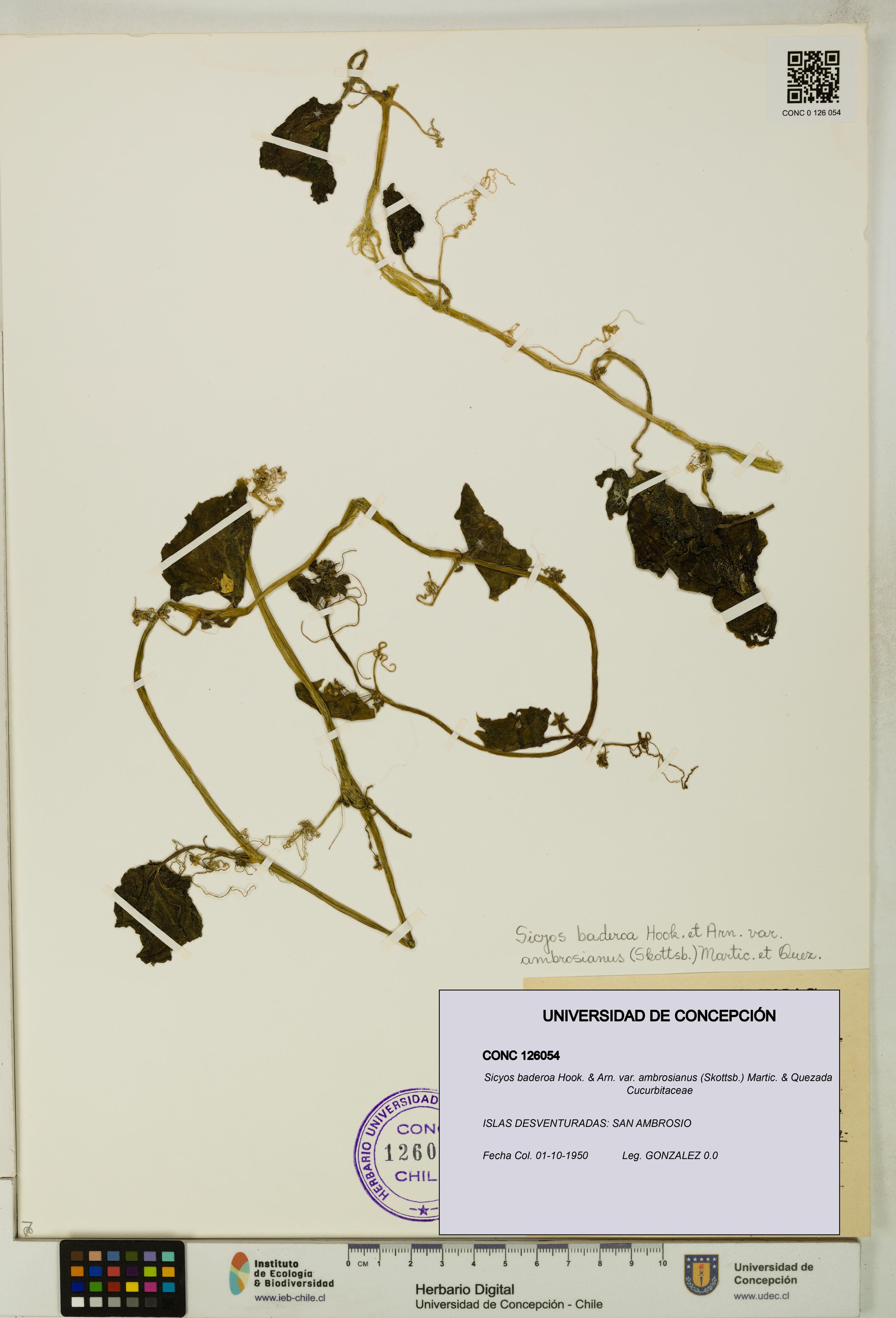 Sicyos baderoa var. ambrosianus [Espécimen: UDEC:CONC:0126054]