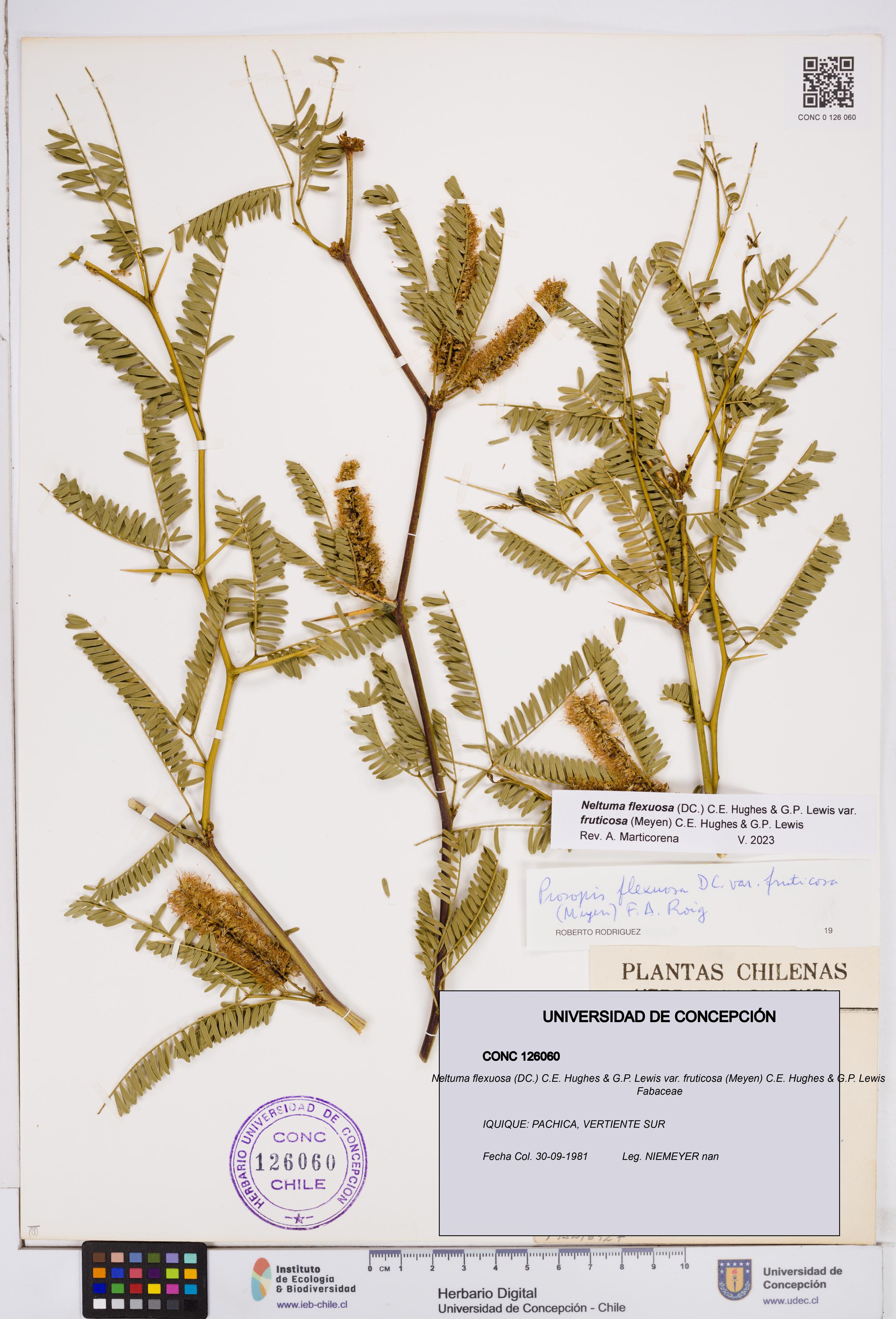 Neltuma flexuosa var. fruticosa [Espécimen: ]