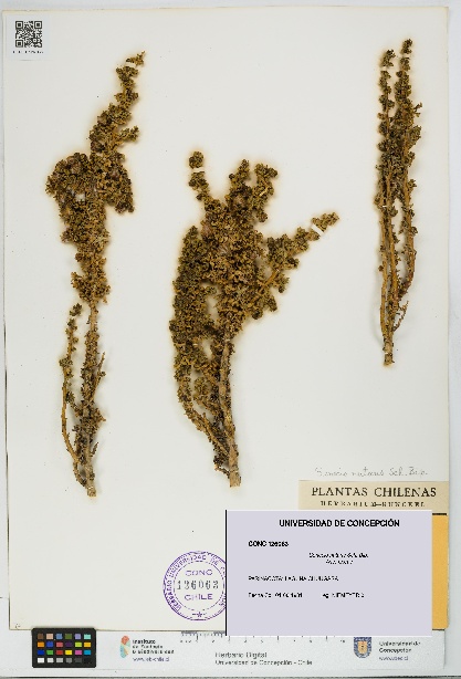 Senecio nutans [Espécimen: UDEC:CONC:0126063]