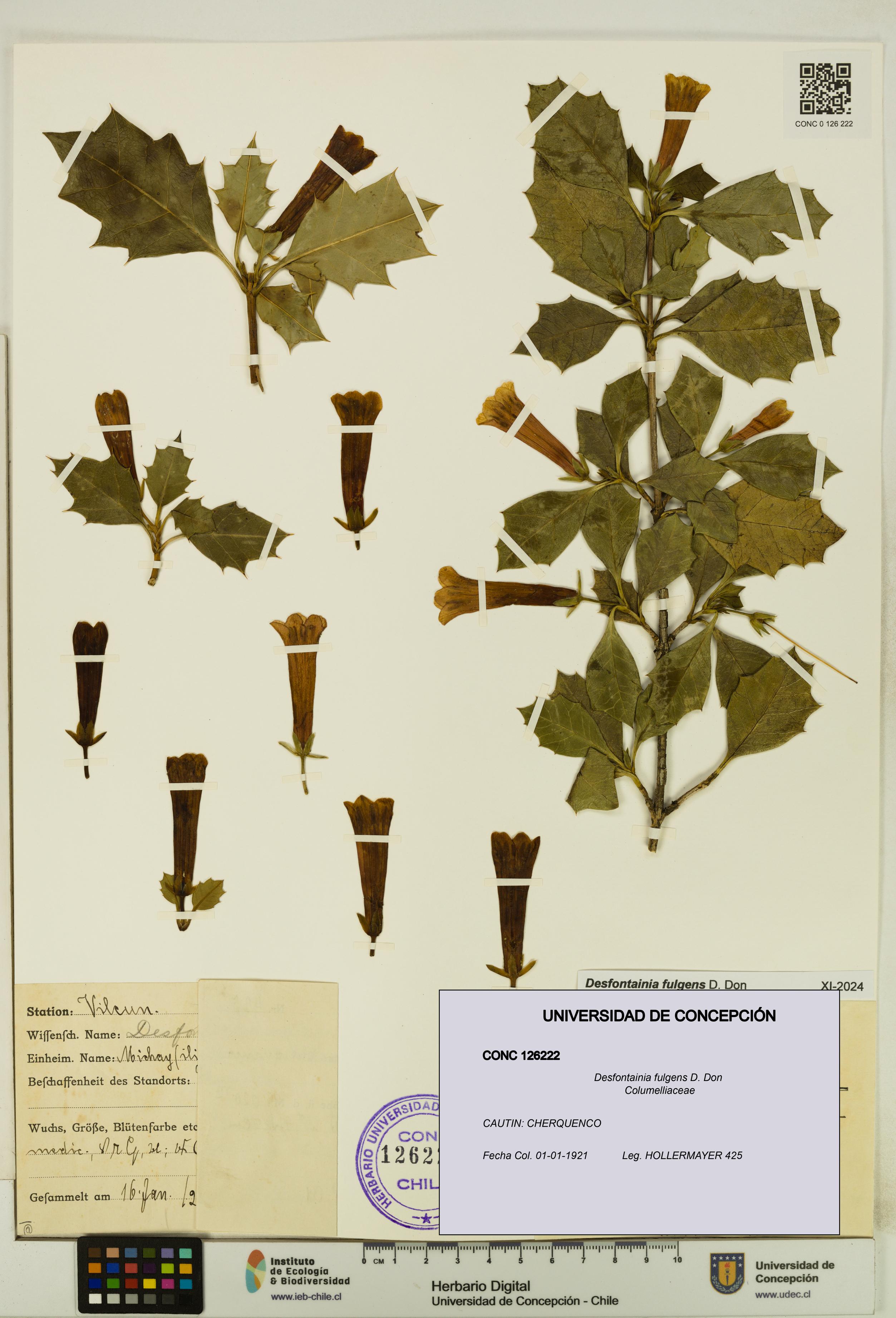 Desfontainia fulgens [Espécimen: UDEC:CONC:0126222]