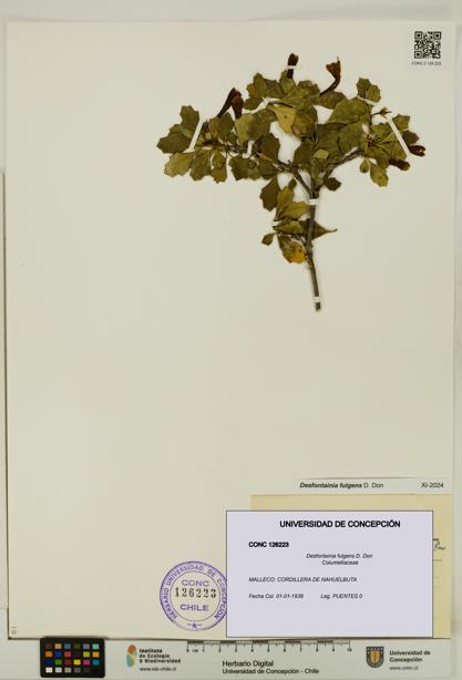 Desfontainia fulgens [Espécimen: UDEC:CONC:0126223]