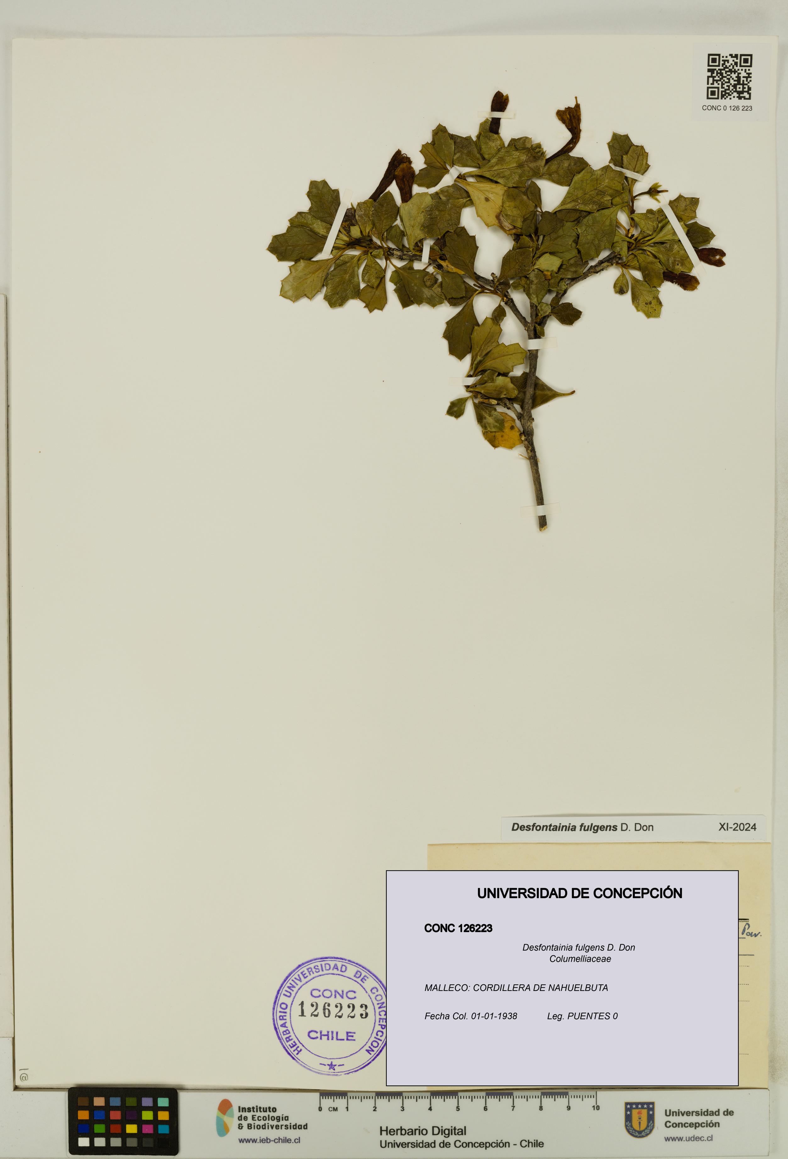 Desfontainia fulgens [Espécimen: UDEC:CONC:0126223]