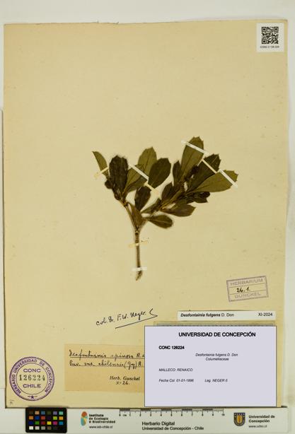 Desfontainia fulgens [Espécimen: UDEC:CONC:0126224]