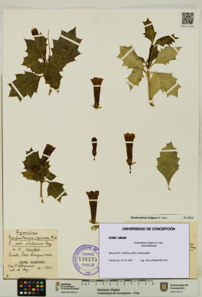 Desfontainia fulgens [Espécimen: UDEC:CONC:0126225]