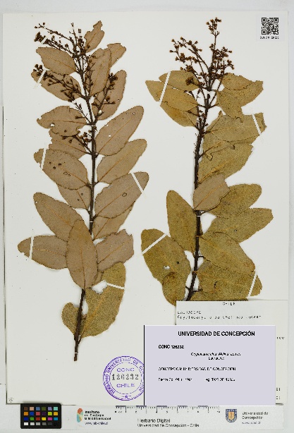 Cryptocarya alba [Espécimen: UDEC:CONC:0126232]