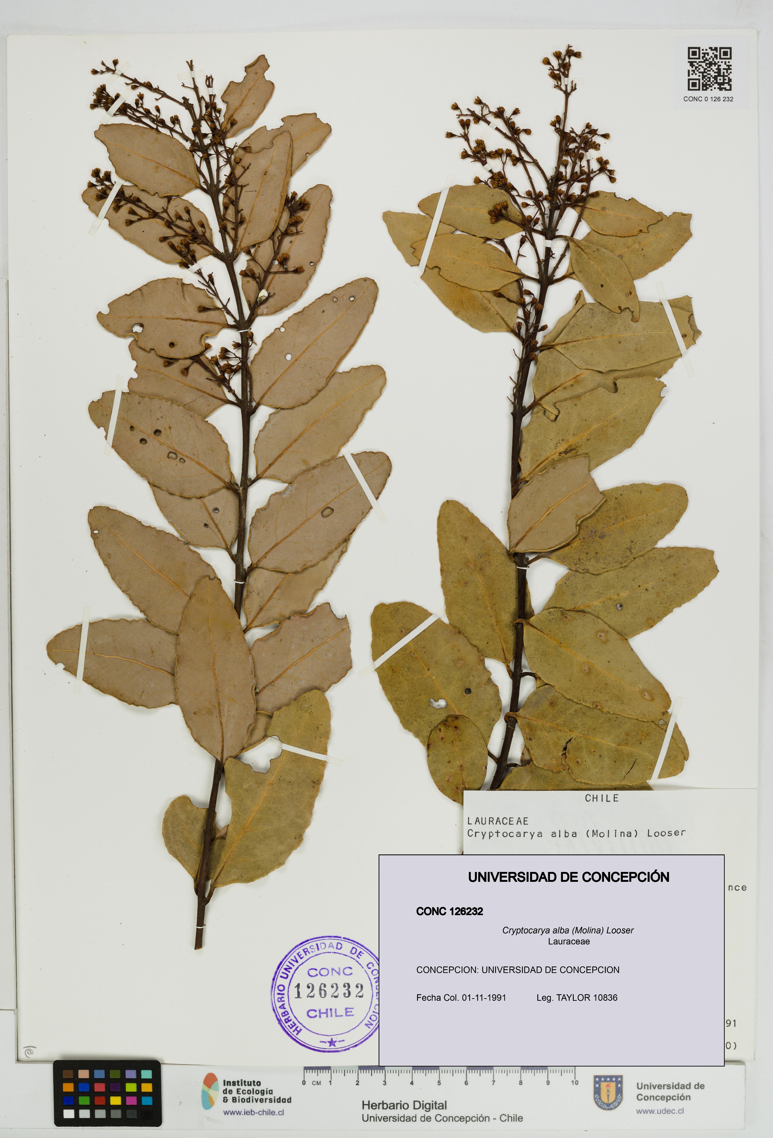 Cryptocarya alba [Espécimen: UDEC:CONC:0126232]