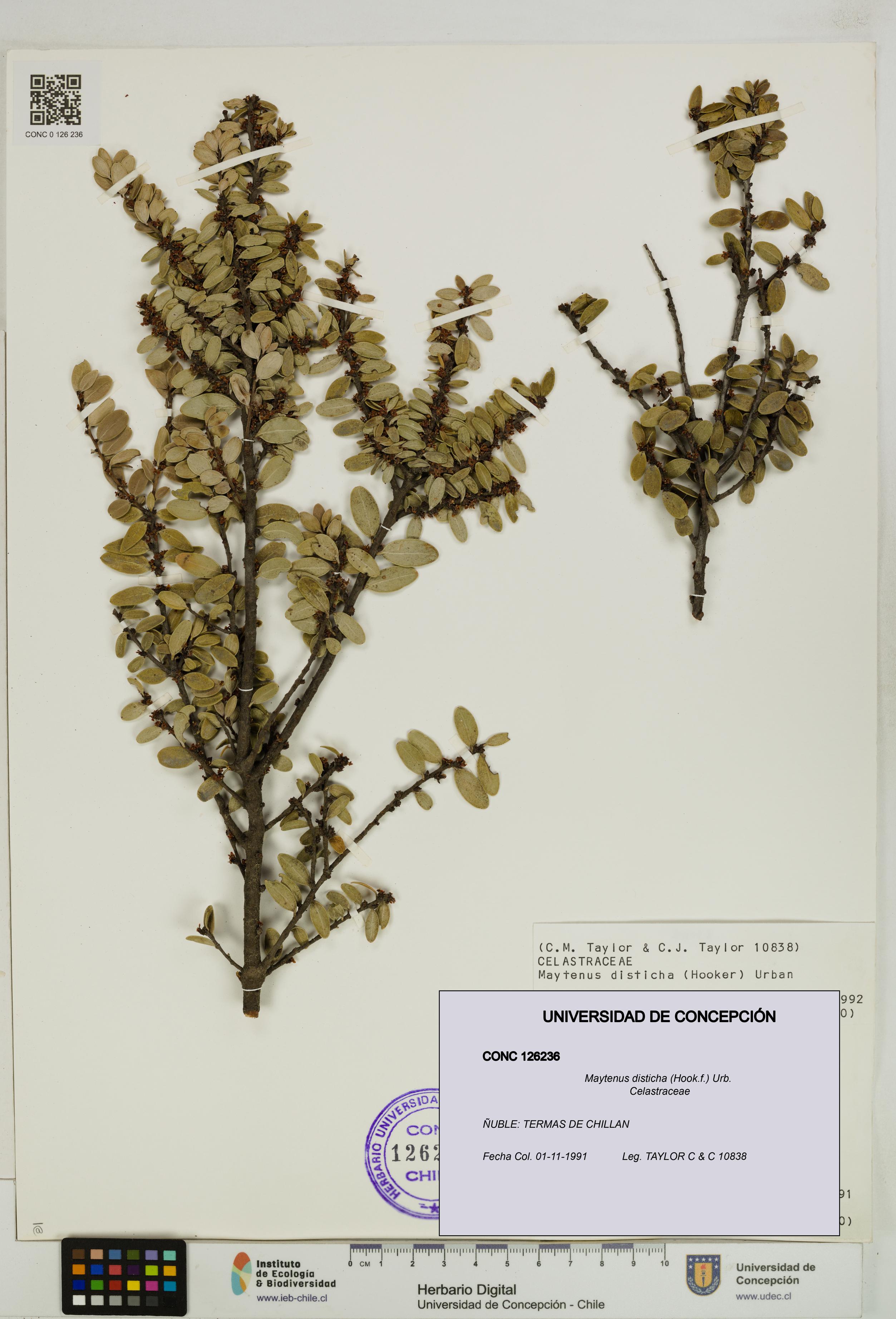 Maytenus disticha [Espécimen: UDEC:CONC:0126236]