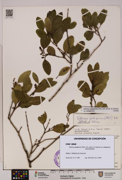 Schinus patagonica [Espécimen: UDEC:CONC:0126245]