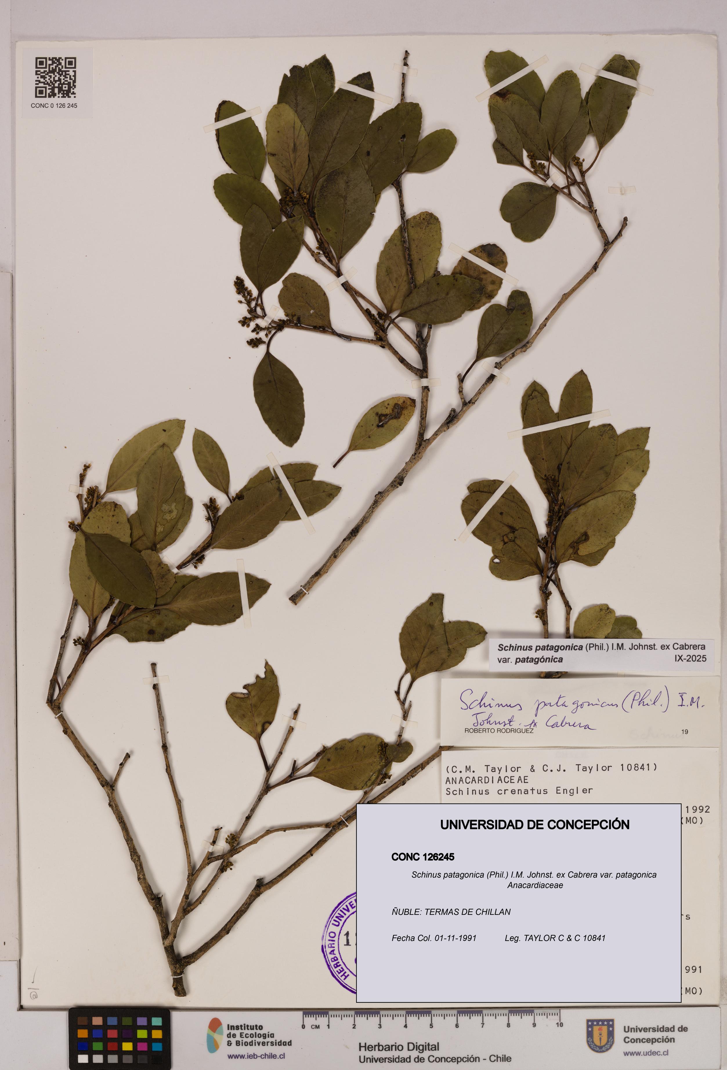 Schinus patagonica [Espécimen: UDEC:CONC:0126245]
