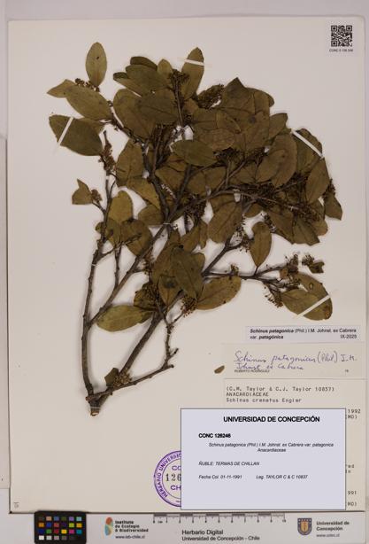 Schinus patagonica [Espécimen: UDEC:CONC:0126246]