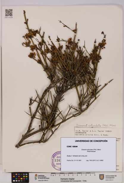 Discaria articulata [Espécimen: UDEC:CONC:0126248]