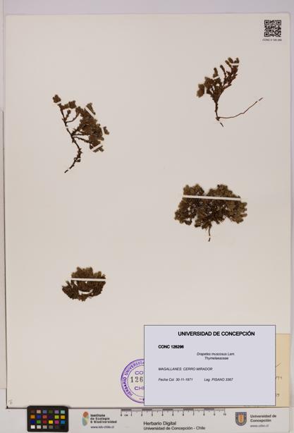 Drapetes muscosus [Espécimen: UDEC:CONC:0126296]