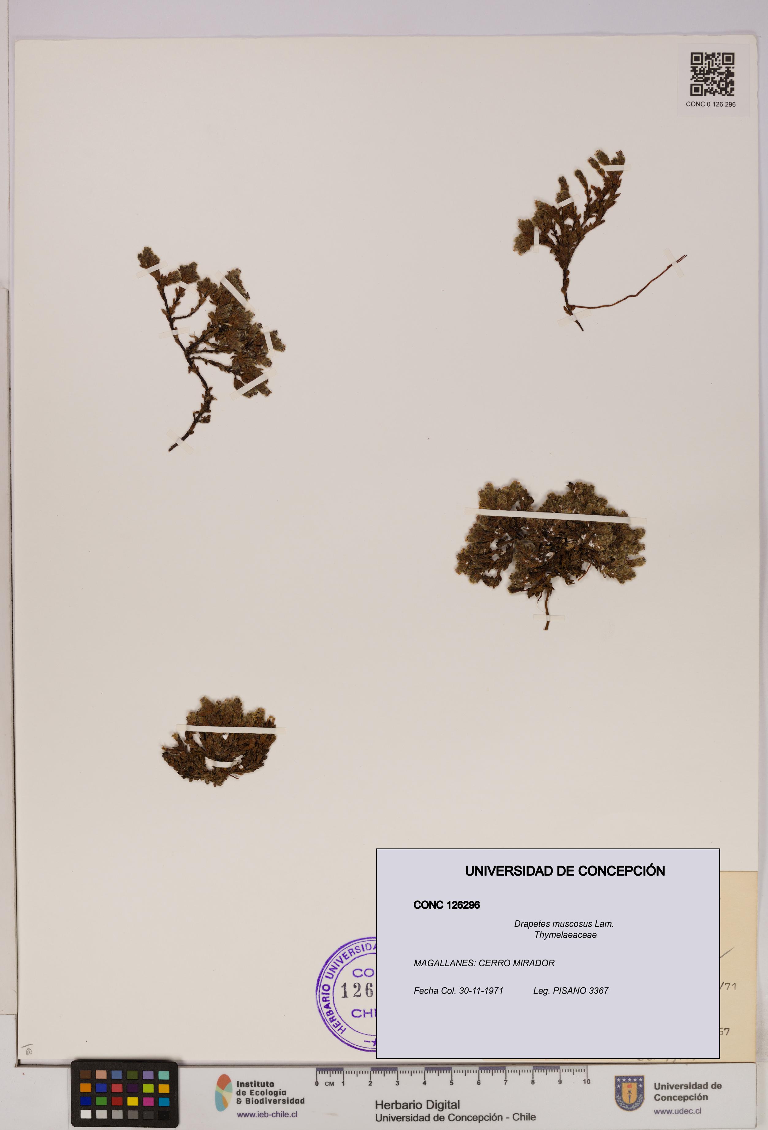 Drapetes muscosus [Espécimen: UDEC:CONC:0126296]