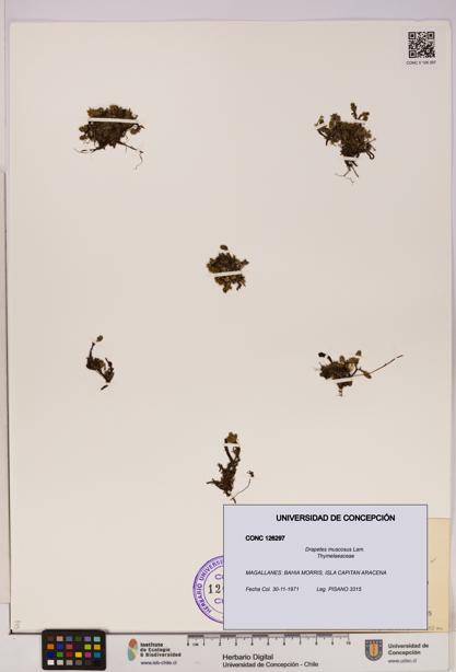 Drapetes muscosus [Espécimen: UDEC:CONC:0126297]