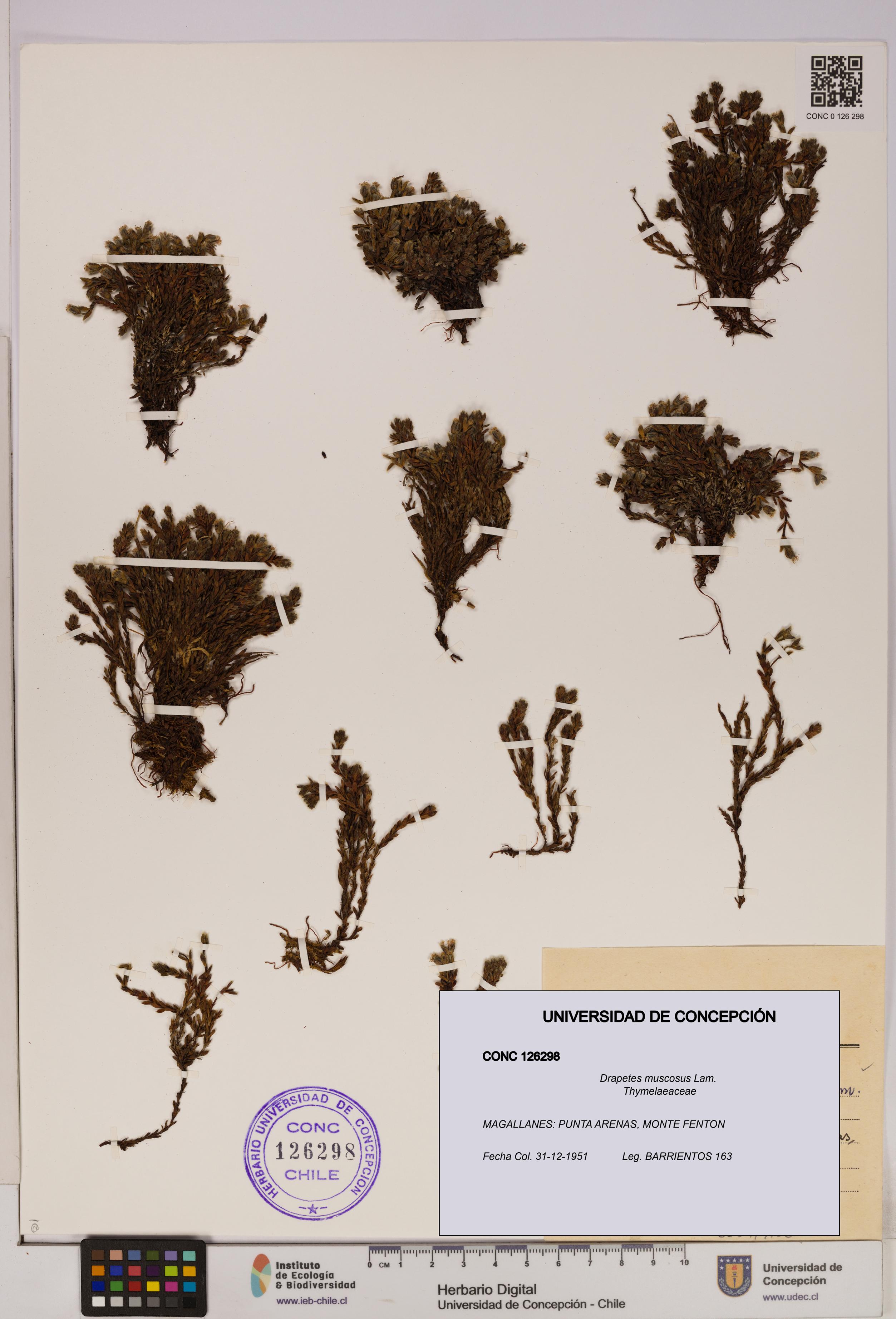 Drapetes muscosus [Espécimen: UDEC:CONC:0126298]