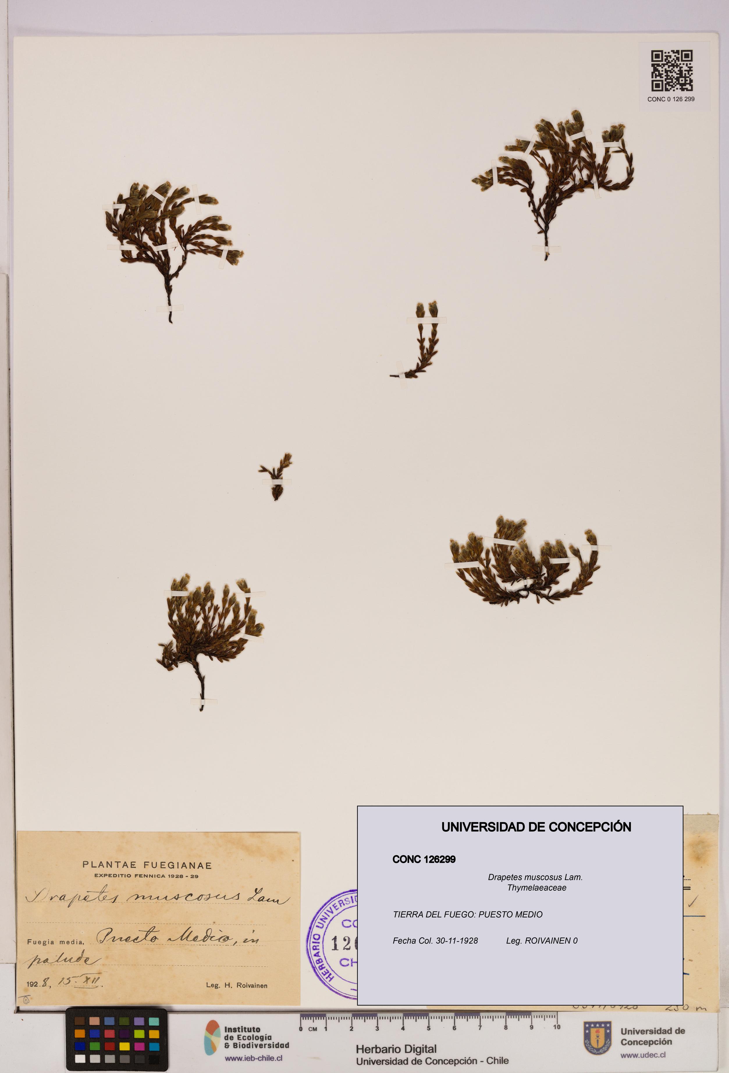 Drapetes muscosus [Espécimen: UDEC:CONC:0126299]