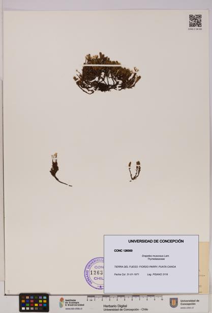 Drapetes muscosus [Espécimen: UDEC:CONC:0126300]