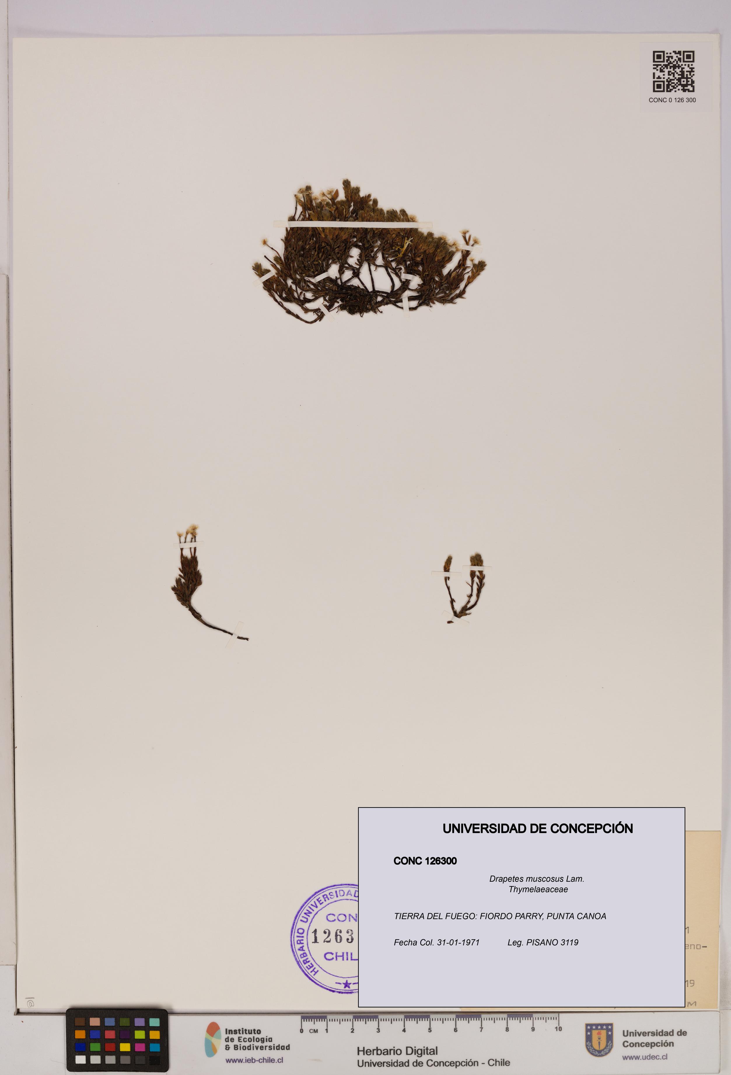 Drapetes muscosus [Espécimen: UDEC:CONC:0126300]