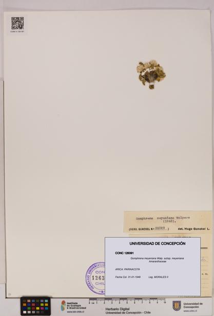Gomphrena meyeniana subsp. meyeniana [Espécimen: UDEC:CONC:0126391]
