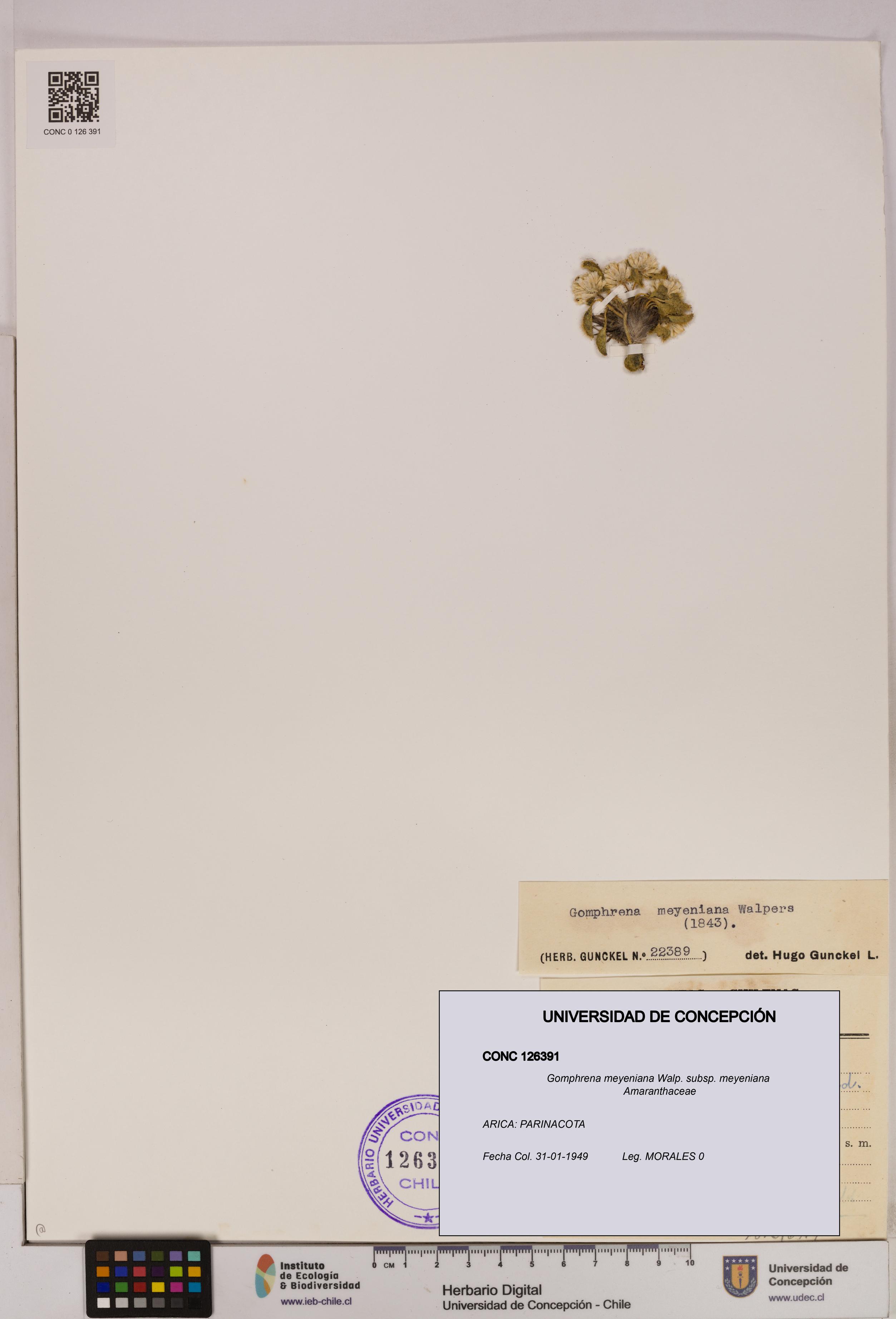 Gomphrena meyeniana subsp. meyeniana [Espécimen: UDEC:CONC:0126391]