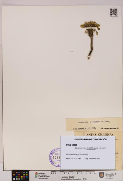 Gomphrena meyeniana subsp. meyeniana [Espécimen: UDEC:CONC:0126392]