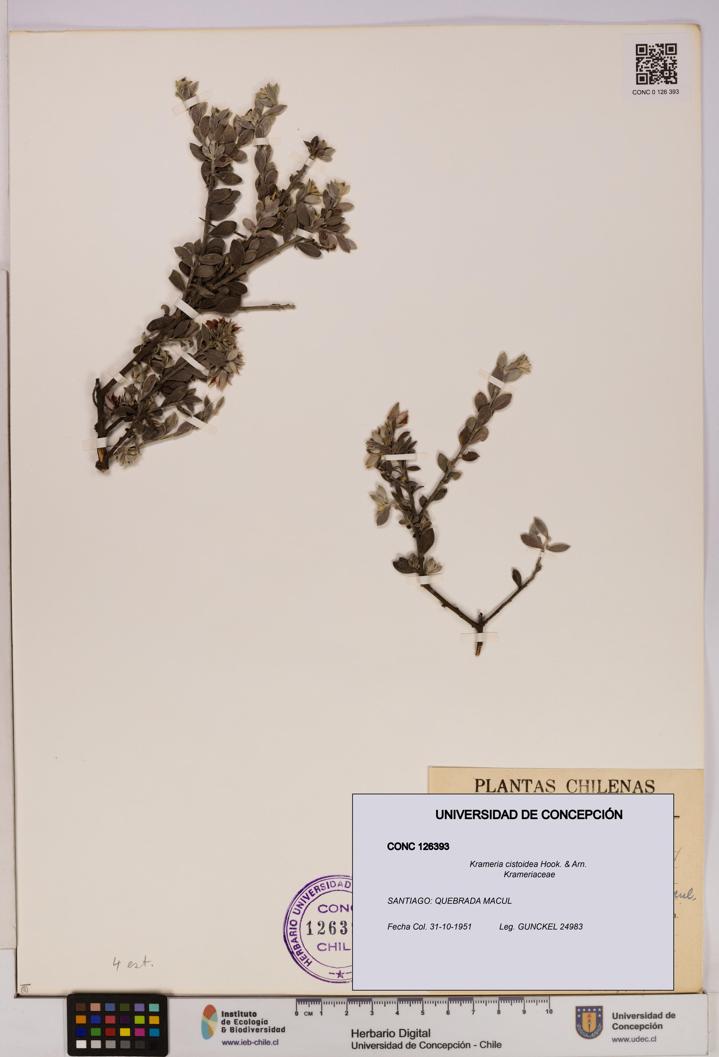 Krameria cistoidea [Espécimen: UDEC:CONC:0126393]