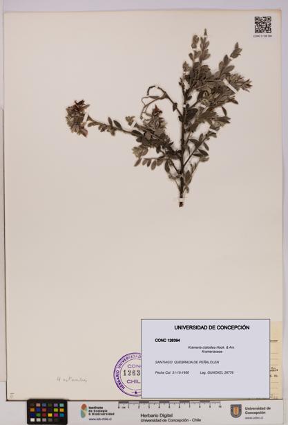 Krameria cistoidea [Espécimen: UDEC:CONC:0126394]
