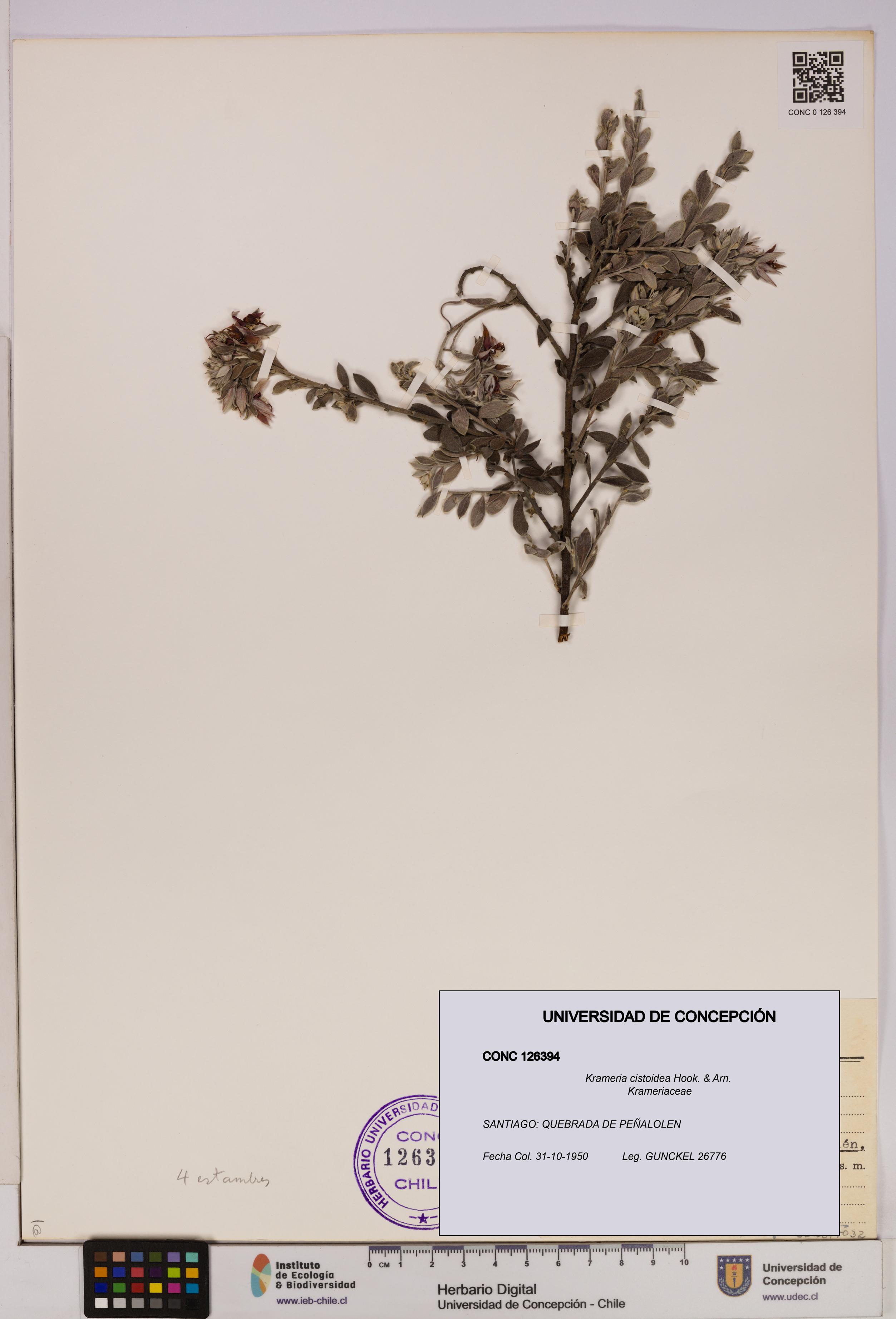 Krameria cistoidea [Espécimen: UDEC:CONC:0126394]