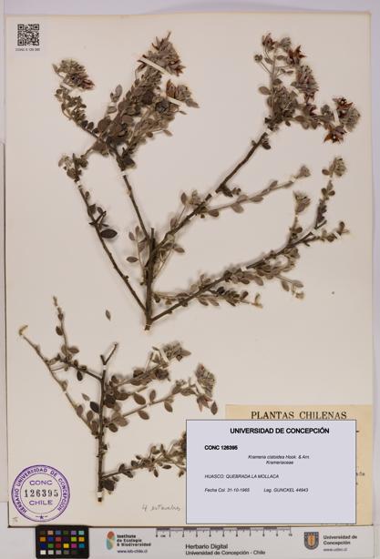 Krameria cistoidea [Espécimen: UDEC:CONC:0126395]